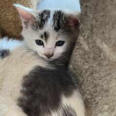 約2ヶ月の子猫♡♡