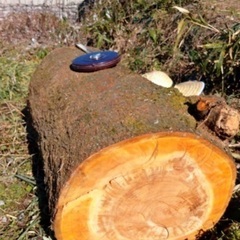 値下げ❗️山桜 サクラ 伐採 大木1本分全て　丸太　の画像