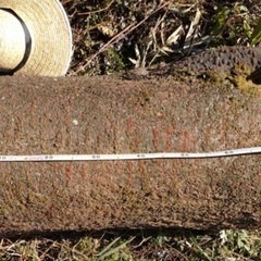 値下げ❗️山桜 サクラ 伐採 大木1本分全て　丸太　の画像