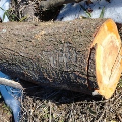 値下げ❗️山桜 サクラ 伐採 大木1本分全て　丸太　の画像