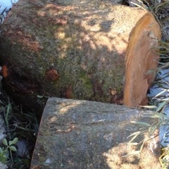 値下げ❗️山桜 サクラ 伐採 大木1本分全て　丸太　の画像