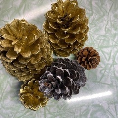 松ぼっくりの画像