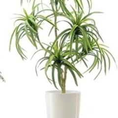ドラセナコンシンネ 人工観葉植物 フェイクグリーンの画像