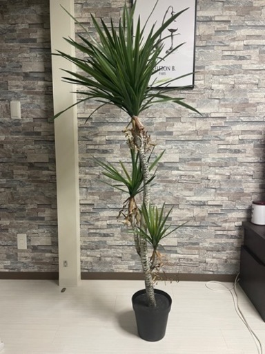 ドラセナコンシンネ 高さ170cm 人工観葉植物 フェイクグリーン