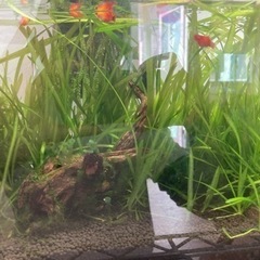 バリスネリアの画像