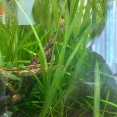 バリスネリアの画像