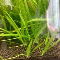 バリスネリアの画像