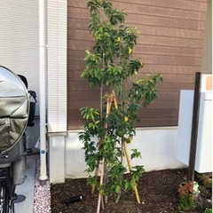 ソヨゴの中古が安い！激安で譲ります・無料であげます｜ジモティー