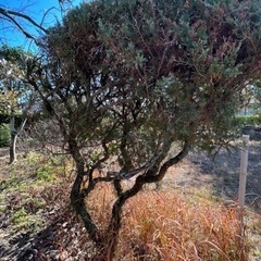 🌿来月末に開催します🌿早めにご予約を‼️