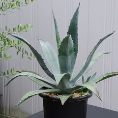 アガベ/アメリカーナ(青の竜舌蘭/Agave americana)-①の画像