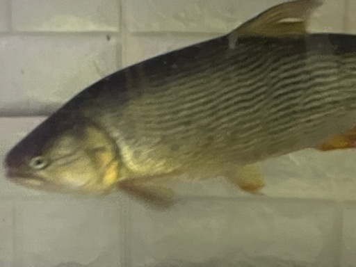 ※今週まで掲載　ドラド約45cm