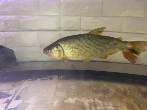 ※今週まで掲載　ドラド約45cm