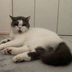 猫を探してます