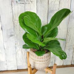 フィカス リラータ　観葉植物の画像