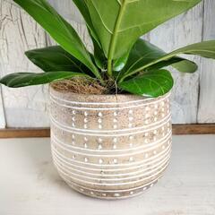 フィカス リラータ　観葉植物の画像