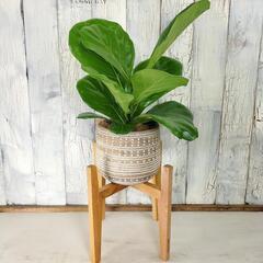 フィカス リラータ　観葉植物