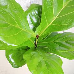 フィカス リラータ　観葉植物の画像