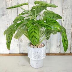 カラテア レオポルディナ　観葉植物の画像