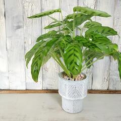 カラテア レオポルディナ　観葉植物