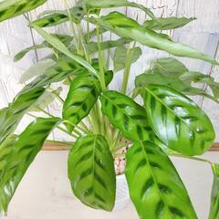 カラテア レオポルディナ　観葉植物の画像
