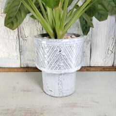 カラテア レオポルディナ　観葉植物の画像