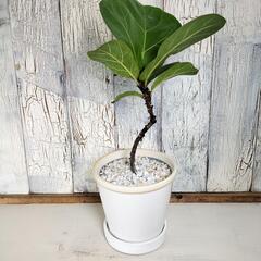 フィカス リラータ曲げ　観葉植物の画像