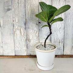 フィカス リラータ曲げ　観葉植物