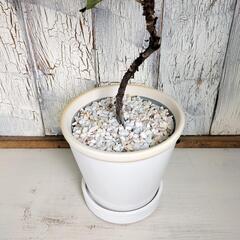 フィカス リラータ曲げ　観葉植物の画像