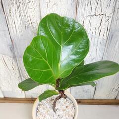 フィカス リラータ曲げ　観葉植物の画像
