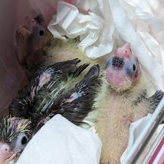 オカメインコ雛はいりました😌