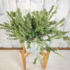 リプサリス メセンブリアンテモイデス　観葉植物の画像