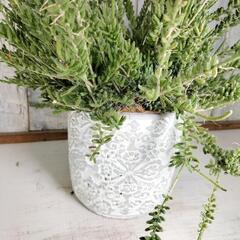 リプサリス メセンブリアンテモイデス　観葉植物の画像