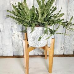 リプサリス メセンブリアンテモイデス　観葉植物