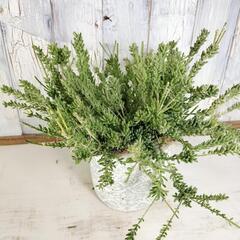 リプサリス メセンブリアンテモイデス　観葉植物の画像