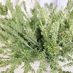 リプサリス メセンブリアンテモイデス　観葉植物の画像