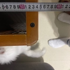 動物用のゲージの画像