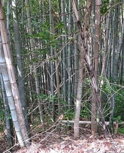 竹の伐採、承ります。 竹伐採承ります！群馬県内全域対応可！ (島田造園) 高崎の剪定/造園の