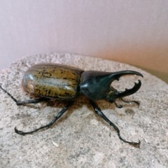 ヘラクレス　レイディ　成虫ペア