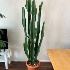 【購入決定】多肉植物ユーフォルビア大雲閣(ダイウンカク)175㎝...