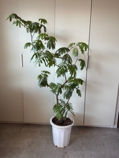 大型エバーフレッシュ★150cm 曲がり 手渡し限定 世田谷区