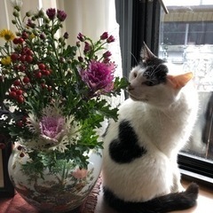 【捜索中】ハート模様🖤の白黒猫（白多め）