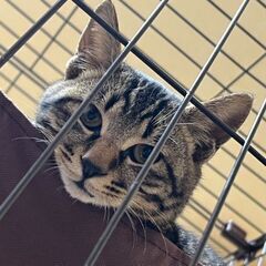 子猫0.5歳キジマルくん@長崎