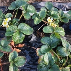 イチゴ苗の画像