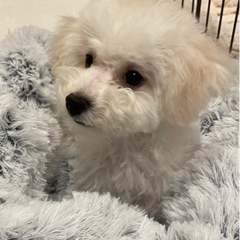 【お散歩会】1月14日(土)｜ペット好き｜友達交流会｜友活 - 渋谷区