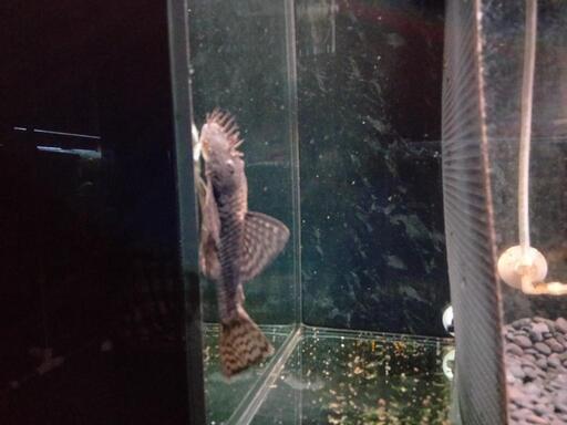 熱帯魚、ミニブッシープレコ