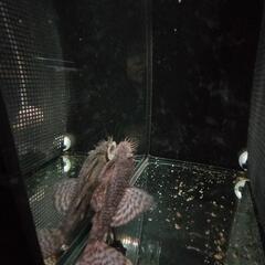 熱帯魚、ミニブッシープレコの画像