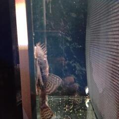 熱帯魚、ミニブッシープレコの画像