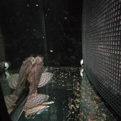 熱帯魚、ミニブッシープレコの画像