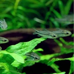 レッドビーシュリンプ10匹、コリドラスピグミー３匹の画像