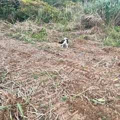 名護市源河ヨモギの植え付け‼️無農薬栽培✨✨✨の画像